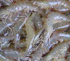 shrimpthumb